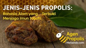 Jenis-Jenis Propolis