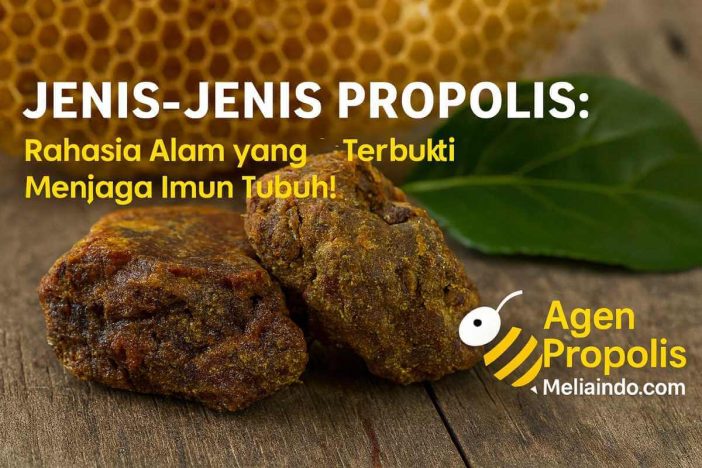Jenis-Jenis Propolis