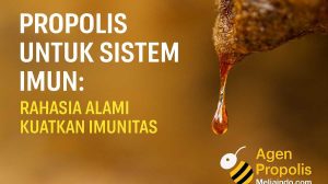 Propolis untuk Sistem Imun: Rahasia Alami Kuatkan Imunitas 3 Propolis untuk Sistem Imun: Rahasia Alami Kuatkan Imunitas