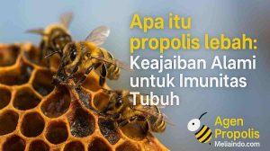 Apa Itu Propolis Lebah: Keajaiban Alami untuk Imunitas Tubuh 1 Apa Itu Propolis Lebah: Keajaiban Alami untuk Imunitas Tubuh